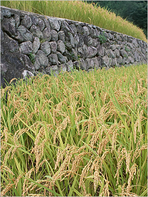 山口県萩市大井の美味しいお米